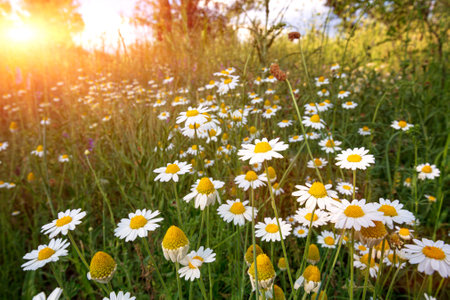 wild chamomile flowers on summer meadow at sunny dayの写真素材