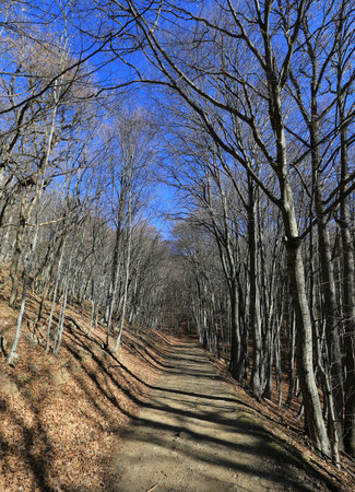 Path in a leafless beech forest at sunny dayの写真素材