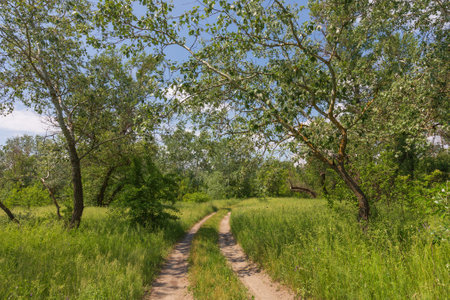 Sunny landscape with ground road in summer forest. Take it in Ukraineの写真素材