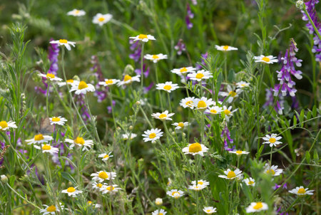 wild chamomile flowers on summer meadowの写真素材