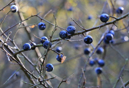 Blackthorn berries on a leafless bush twin in forestの写真素材