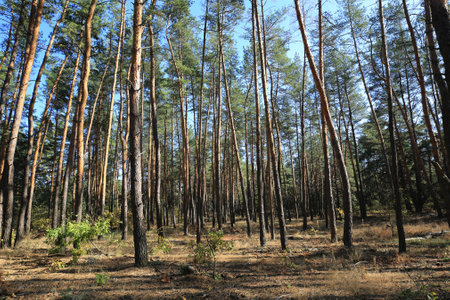 landscape with pine trees in forest at sunny dayの写真素材
