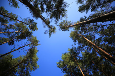 View of the blue sky through the tops of tall pine trees in the forestの写真素材
