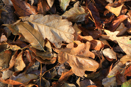 Autum oak leafage - abstract natural backgroundの写真素材