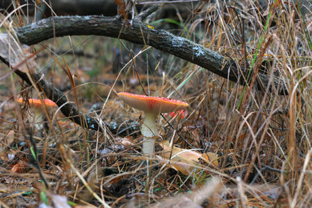 fly agaric mushroom in the wild autumn forestの写真素材
