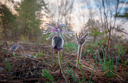 wild pasque flowers with water drops in forestの写真素材