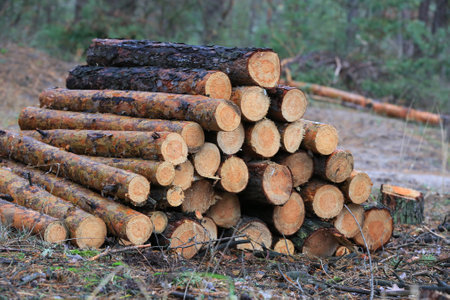 view to pine wooden logs on forest clearingの写真素材