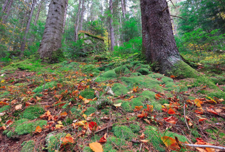 autumn leaves on green moss in nountain forestの写真素材