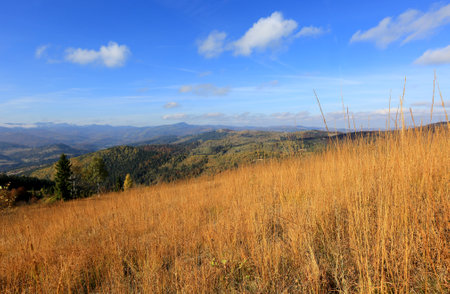 yellow dry grass on autumn meadow in carpatnian mountains, Ukraineの写真素材