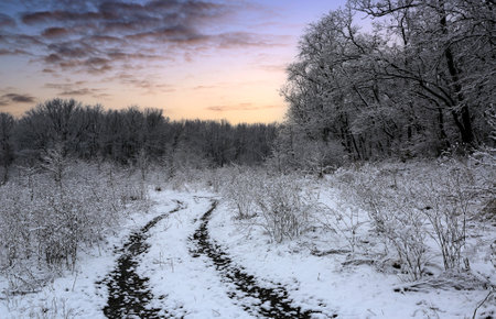 evening winter landscape with pathway across snow meadow in forestの写真素材