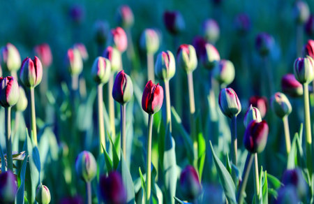 view on nice nice tulips in morning lightの写真素材