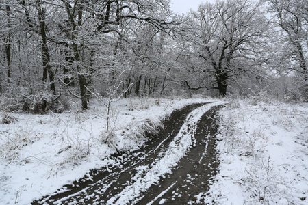 winter landscape with snowbounded dirt road in forestの写真素材
