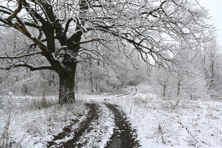 big old oak tree near dir road in winter forest. Take it in Ukraineの写真素材