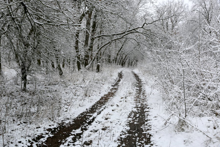 Landscape with rut road in winter snowbounded forestの写真素材