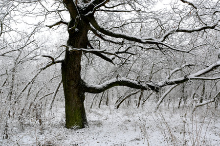 Majestic old oak tree in winter forestの写真素材
