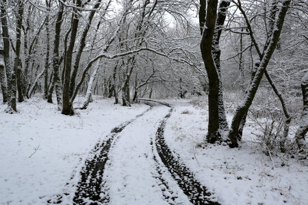 landscape with pathway in winter forestの写真素材