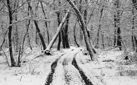winter dirt road in deep forest. Winter in Ukraineの写真素材