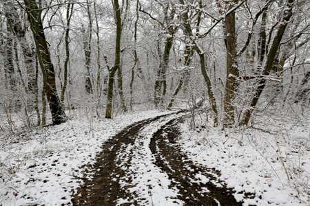 Landscape with dirt road turn in winter forestの写真素材