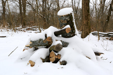 pile of firewood under snow in clearing in winter forestの写真素材