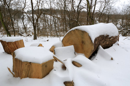 view on woden logs in winter forestの写真素材