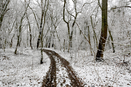 winter landscape with dirt road in deep forestの写真素材
