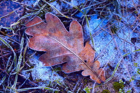 Abstract frozen autunm oak leaf on grass in forestの写真素材