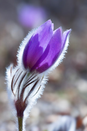 View on nice spring pasque flower