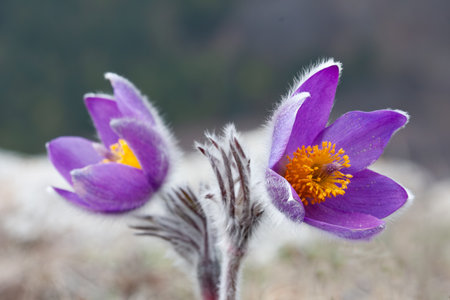 nice wild spring pasque flower