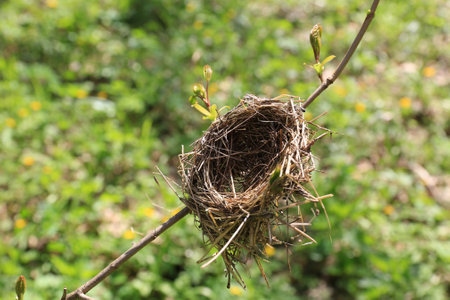bird nest on twig in spring forestの写真素材