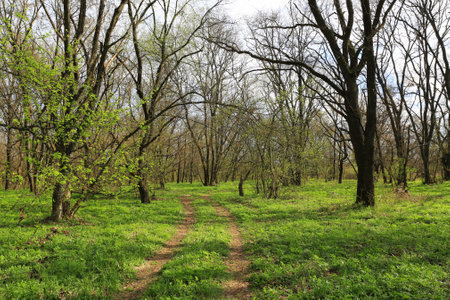 landscape with dirt road in spring forestの写真素材
