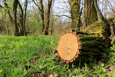 View on oak stump with moss in spring forestの写真素材