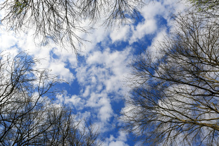 view to spring clouds in blue sky through leafless trees in forestの写真素材