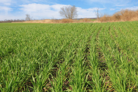 green sprouts on spring agriculture farm fieldの写真素材