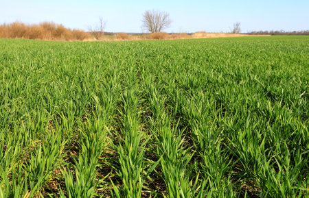 green grass on agriculture farm field in sunny spring dayの写真素材
