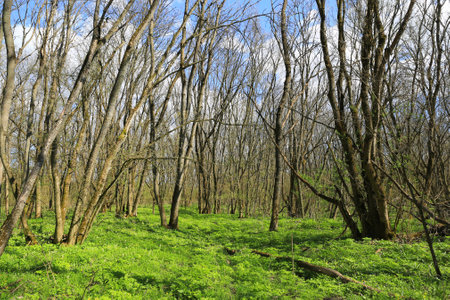 Landscape with green grass in leafless spring forest