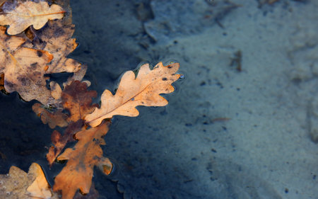 Dry autumn oak leaves on water surfaceの写真素材