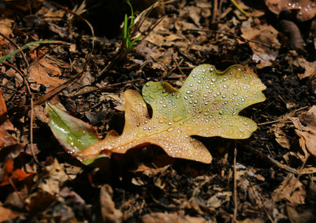 fallen autumn leaf of an oak tree with droplets of morning dew on groundの写真素材