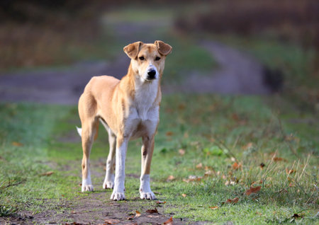 funny dog on autumn meadow at morningの写真素材