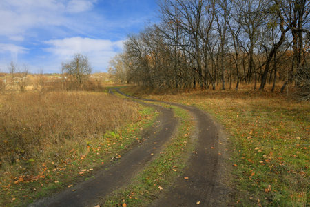 nicer scene with rural road in autumn forestの写真素材