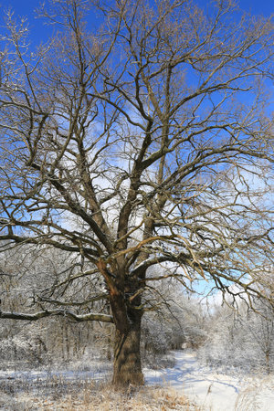 Majestic oak tree in winter forestの写真素材