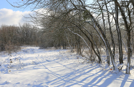 winter landscape with pathway in sunny forestの写真素材