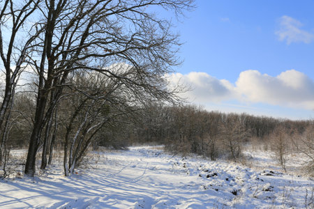 winter landscape with pathway in forestの写真素材