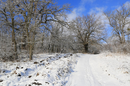 winter landscape with road in forestの写真素材