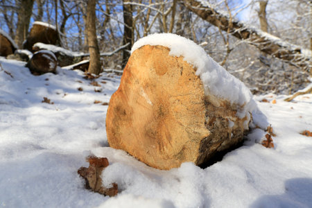 wooden log under snow in forestの写真素材
