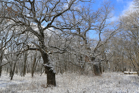 Big old oak trees in winter forest at sunny dayの写真素材