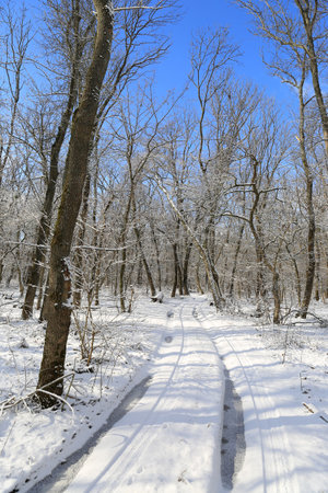 sunny winter landscape with dirt road in snowbounded forestの写真素材