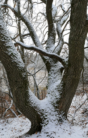 Landscape with old oak tree in winter parkの写真素材