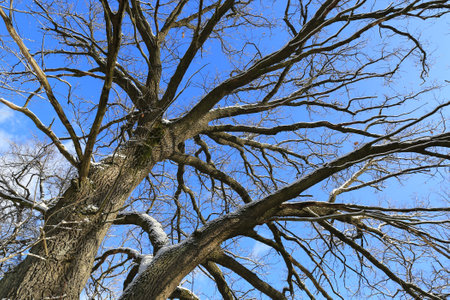 Winter scene with majestic old oak tree on blue sky backgroundの写真素材