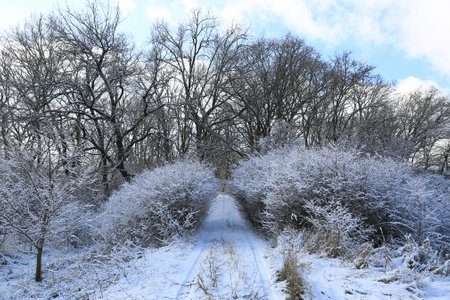 Landscape with road in frozen forestの写真素材