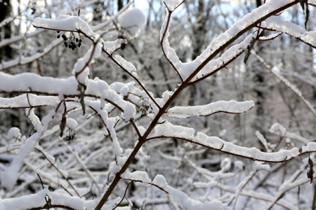 abstract winter twig in snowの写真素材